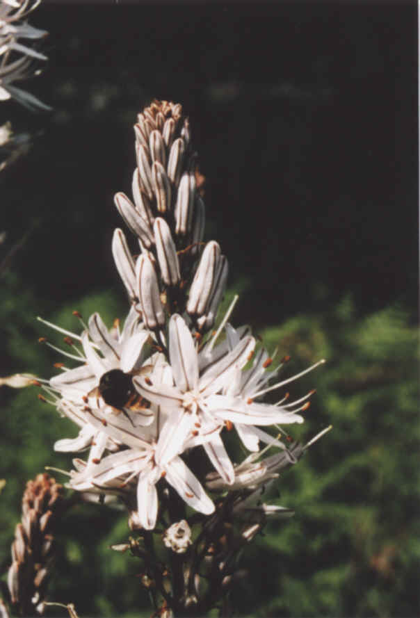 Asphodle